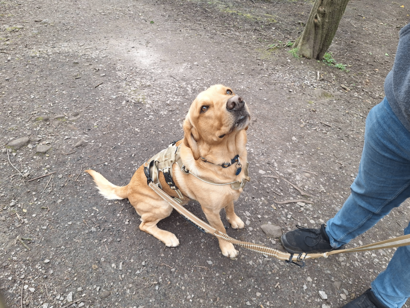 Lizzy with two dogs in a Sheffield park
