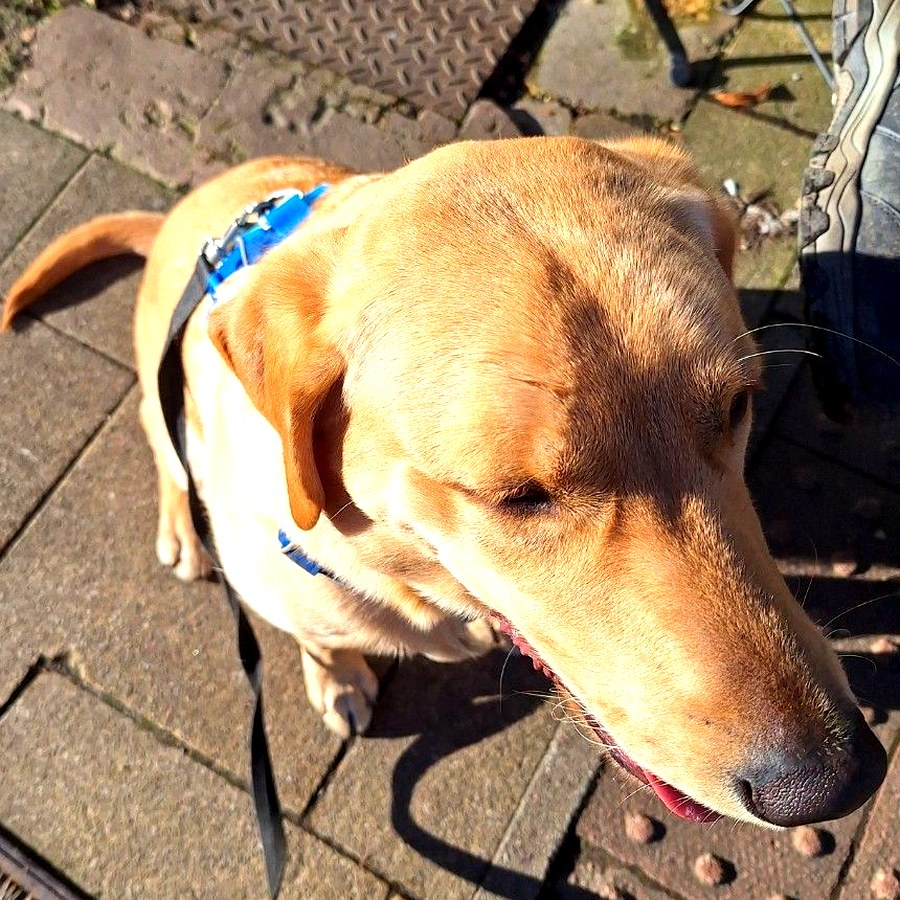 Happy dog from Lizzy Leads
