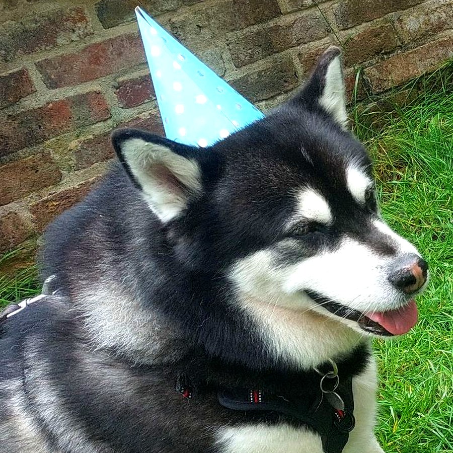 Happy dog from Lizzy Leads